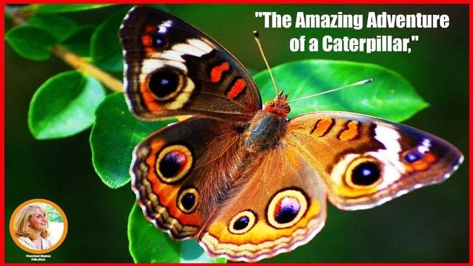 Children's Poetry: "The Amazing Adventure of a Caterpillar," a Sweet and Educational video.