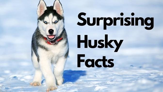 Husky Facts : The Surprising Truth Behind the Beautiful and Misunderstood Breed