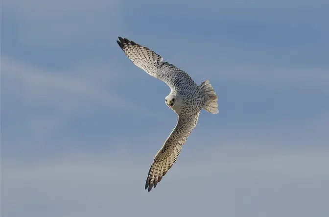 Top 10 Fastest Birds In The World