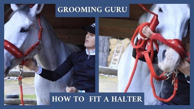 GROOMING GURU - HOW TO FIT A HALTER