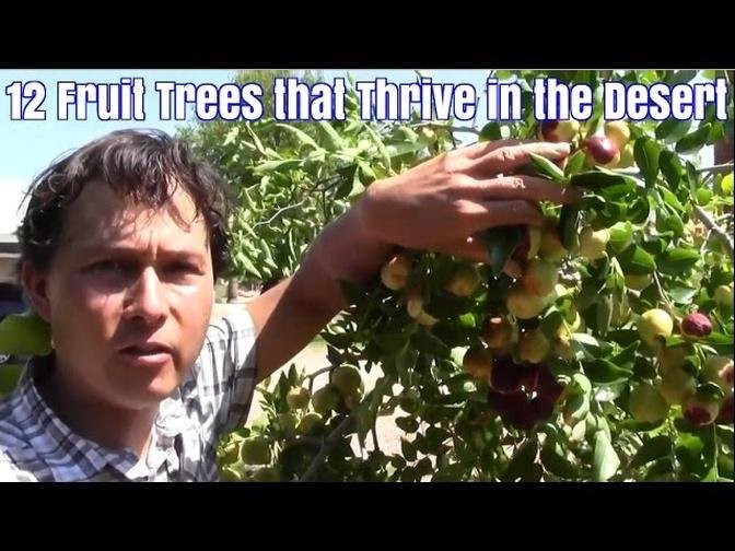 12 Fruit Trees that Thrive in the Desert with Little Care.mp4