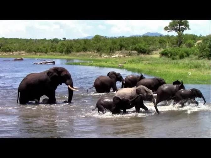 Big Musth Bull Elephant Disturbs a Breeding Herd That Were Enjoying Their Swim