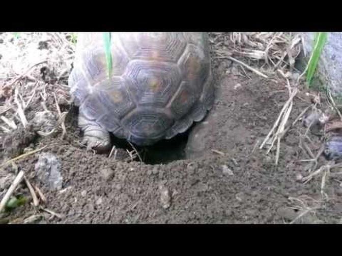 Rare Awesome Video: Tortoise Digging and Laying Eggs