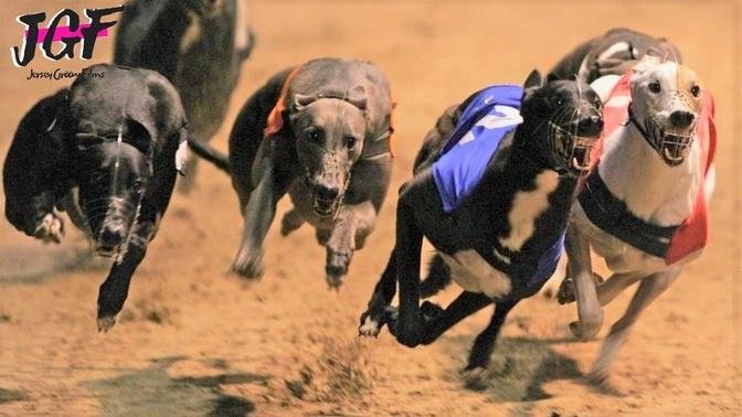 Greyhounds - Dog Racing - Track Race UK