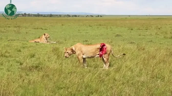 Treat Lion with Large Wound on His Body - Animal Rescue   Rescue Stories