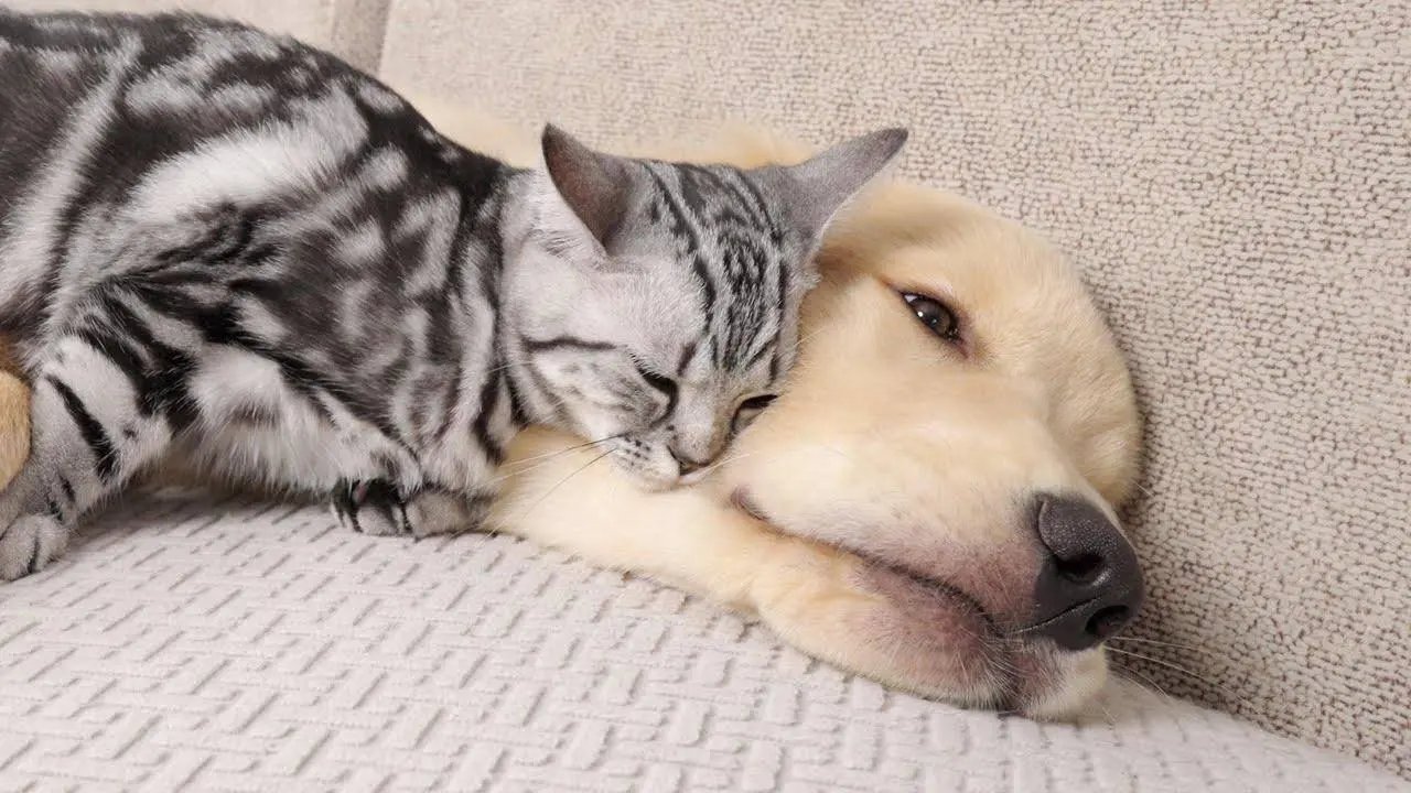 Kitten Fell In Love With Golden Retriever From the Moment She Saw It
