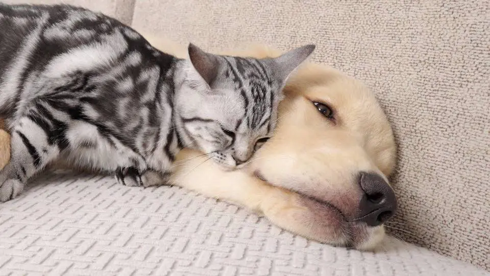 Kitten Fell In Love With Golden Retriever From the Moment She Saw It