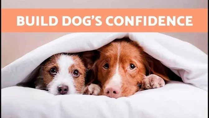 How to STOP My DOG Being SCARED 🐶✅ (5 Key Tips)
