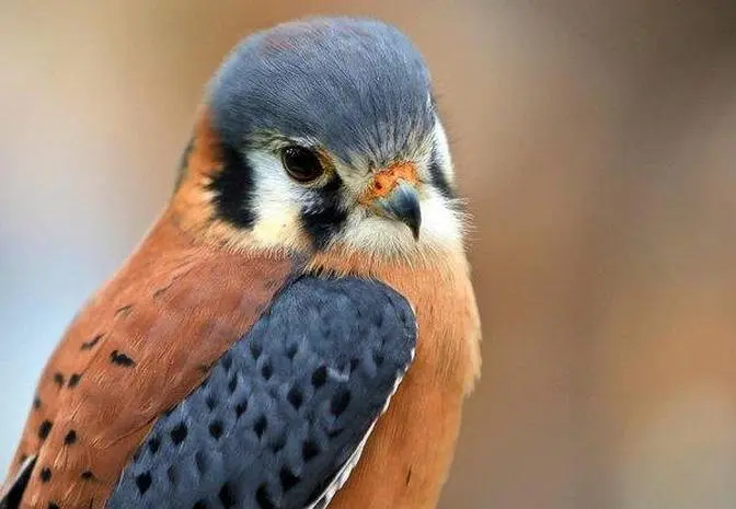 Cute bird