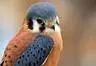 Cute bird