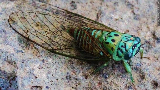 Rare Blue-Eyed Cicada Makes Appearance at Arboretum Near Chicago