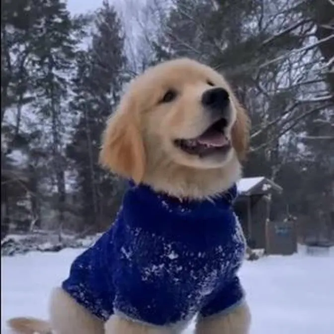 Golden Retriever Pet Channel