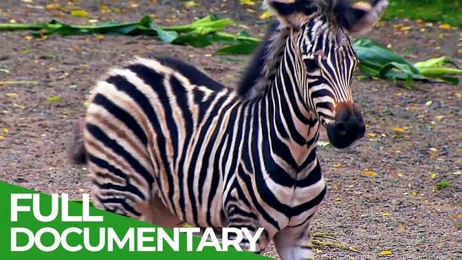 Baby Animals Discovering Their World - Episode 3 - Free Documentary Nature