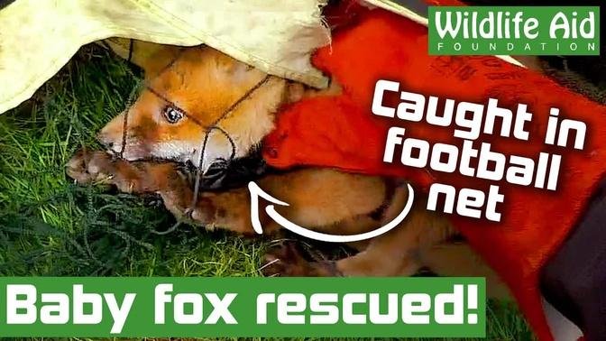 Adorable baby FOX rescued from football netting!