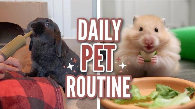 Daily Pet Routine 2021
