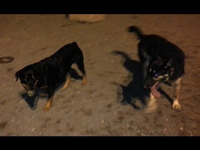 German Shepherd playing with Rottweiler Puppy