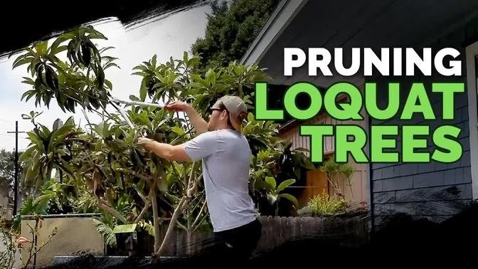 How to Prune a Loquat Tree + Fall 2018 Garden Plans 🌴