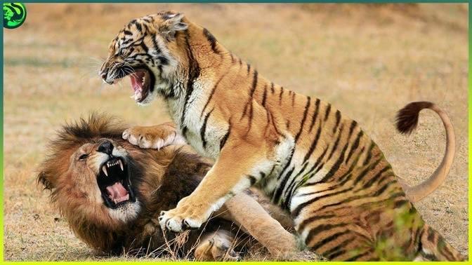 12 Animals That Can Defeat a Lion