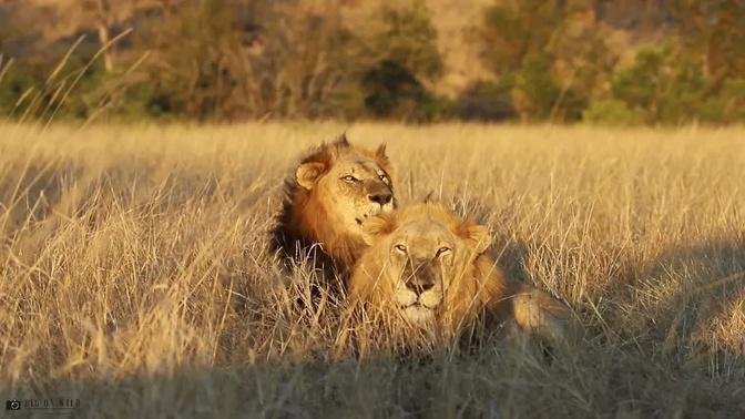 Mazithi Male Lions With Lion Pride At Sunset - Kruger Park South Africa