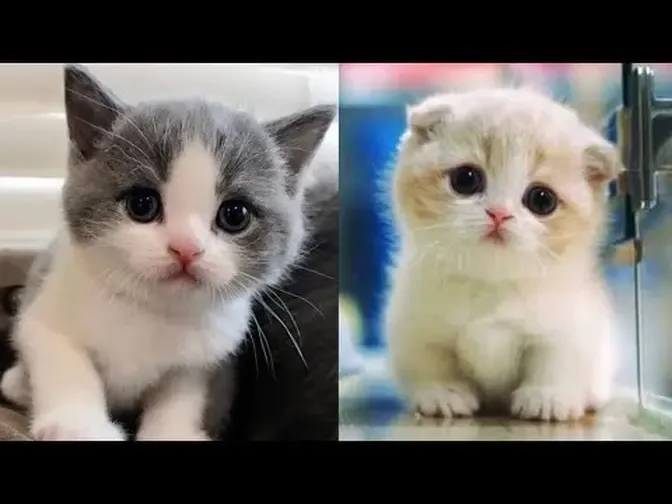 Baby Cats - Cute and 😂 Funny Cat Videos Compilation 36 Cutest Kitten