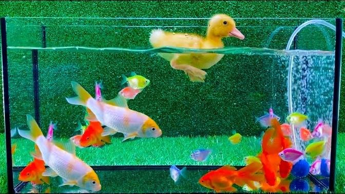 Baby Duck Duckling, Goldfish, Koi Carp Fish - cute baby animals videos