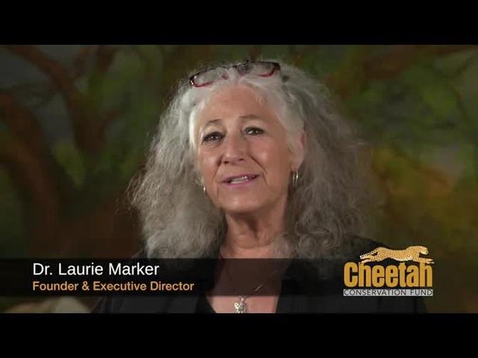 Dr. Laurie Marker on International Cheetah Day
