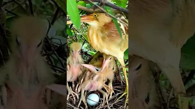 Little bittern The mother bird is playing with its young.#birds #nest #animals #bird #babybird