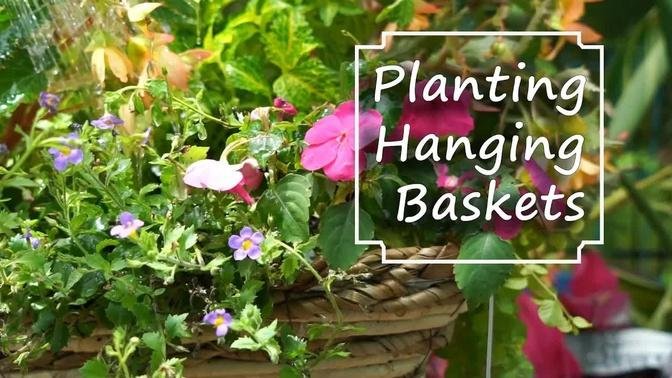 Planting Hanging Baskets