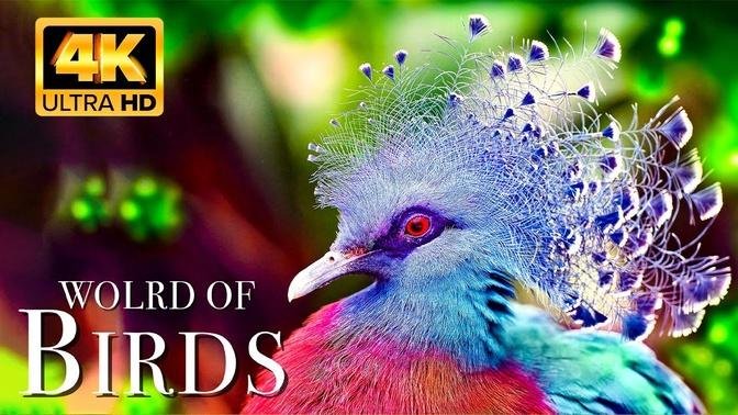 The World of BIRDS in 4K - The Healing Power Of Bird Sounds Scenic Relaxation Film