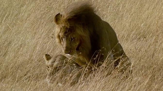 Brutal Lion Infanticide And Mating _ Battle Of The Sexes In The Animal ...