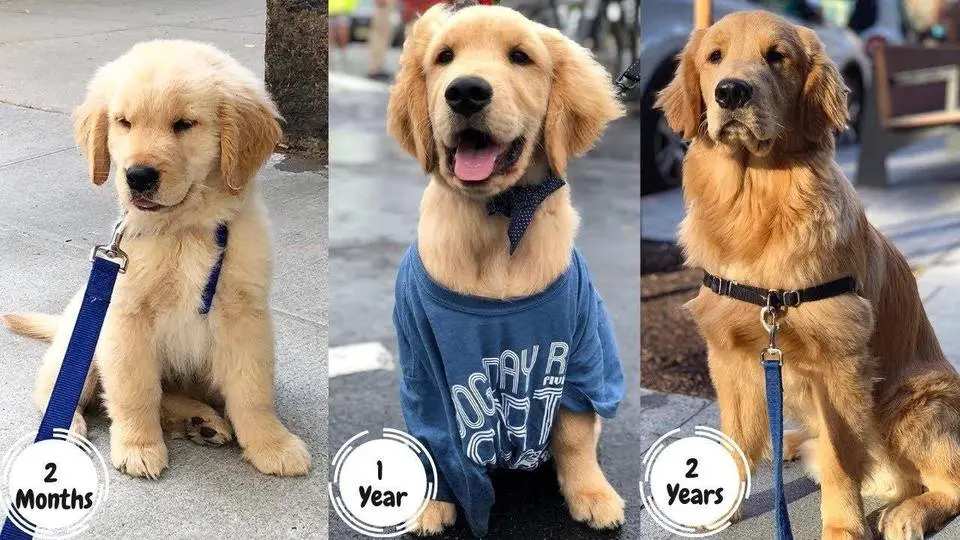 Golden Retriever Puppy Growing up 2-24 months | Too Cute!