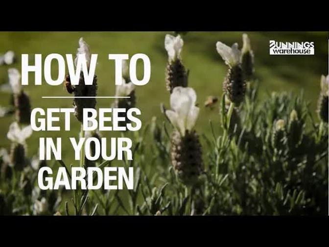 How to Attract Bees to Your Garden - Bunnings Warehouse