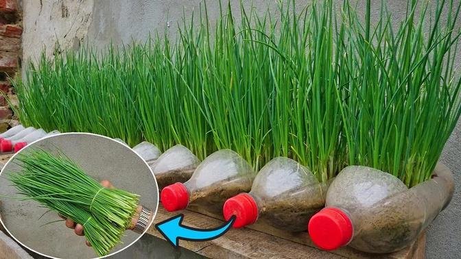 The World should know this Technique | Method of growing onions from bulbs is quickly harvested