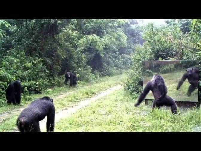 In a storm, male chimpanzees are frightened by their reflections in a large mirror