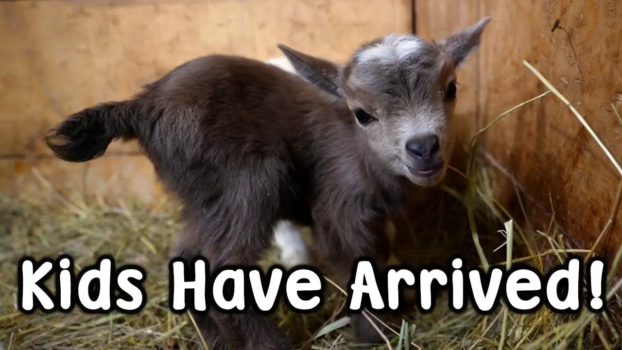 Kid Goats Have Arrived! and the Olight Arkfeld Cat Laser