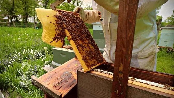 Beekeeping Basics | Why do Bees Swarm?