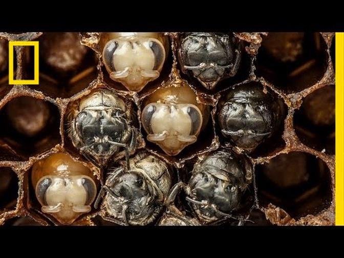 Amazing Time-Lapse_ Bees Hatch Before Your Eyes _ National Geographic