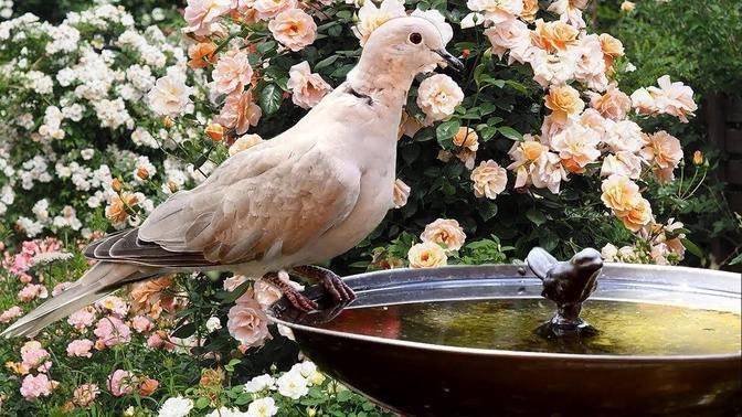 4K-Amazing Nature Video - Beautiful Flowers, Animals And Birds