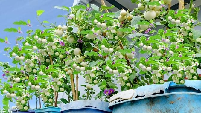How to grow white eggplant for high yield  easy for beginners