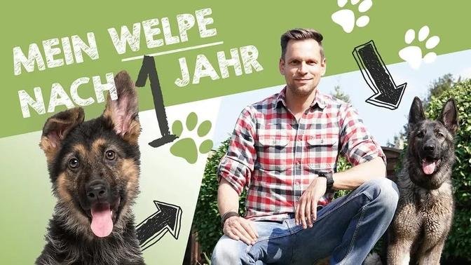 Mein Deutscher Schäferhund Welpe Nora  nach 1 Jahr | Entwicklung, Charakter & Training