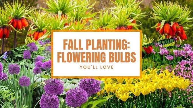 Fall Planting: 6 Flowering Bulbs You'll Love 🌻💛