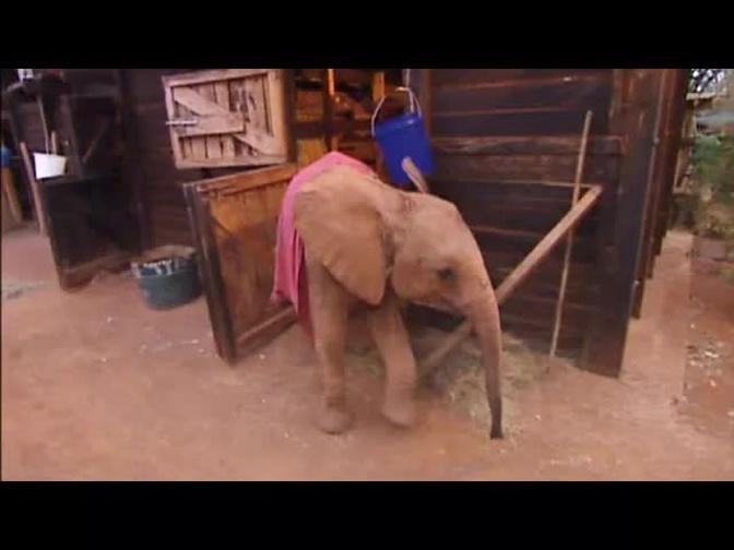 Dame Daphne Sheldrick's elephant orphanag