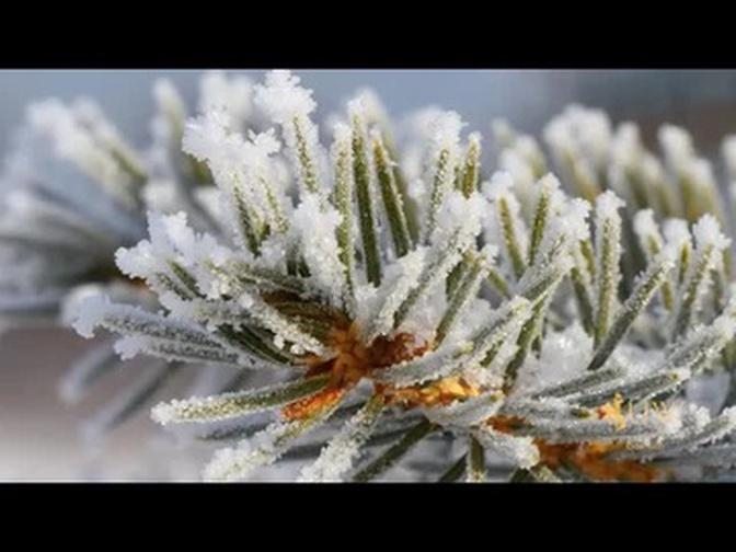 Tree Watering With Snow | From the Ground Up