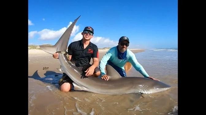 Dusky Shark- South Padre Island