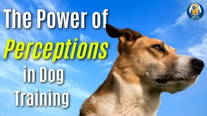 The Power Of Perception: Reframing Dog Training Setbacks Into Successes #287 #podcast