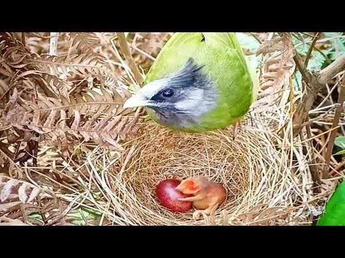 Crested finchbill Birds - Mother feeds baby in nest [ Review Bird Nest ]