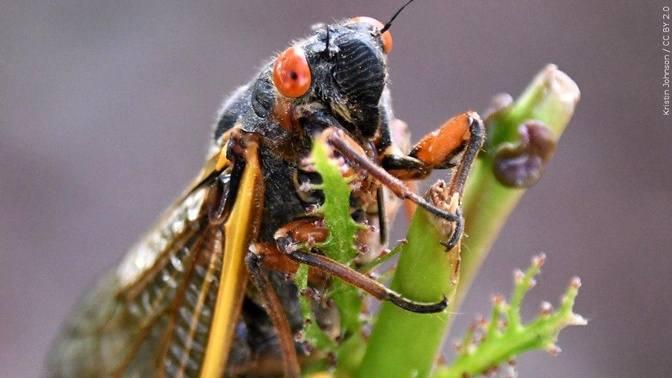 Rare Double Emergence Of Cicadas Coming In United States Articles