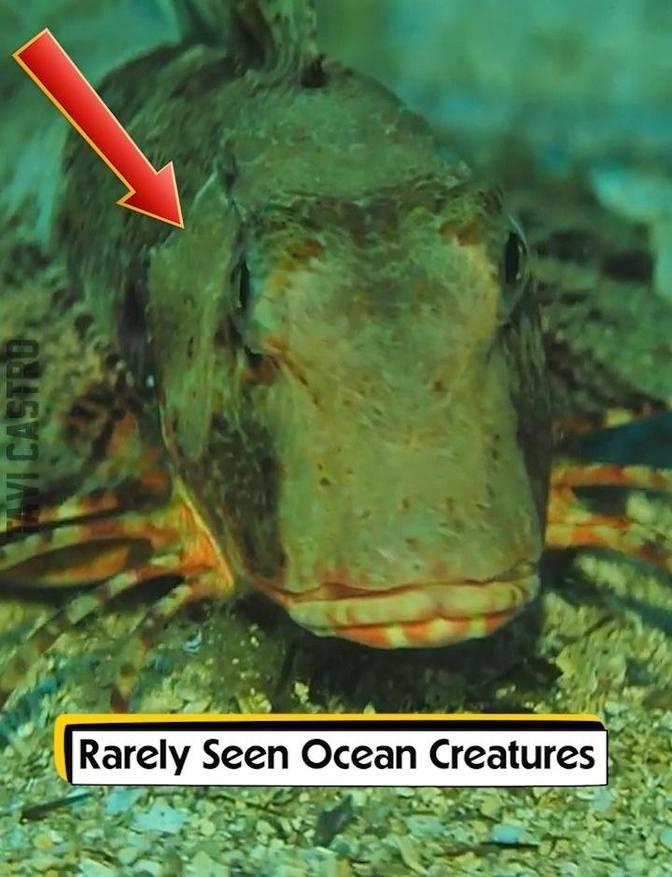 Rarely Seen Ocean Creatures