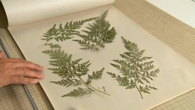 How to Create a Framed Leaf Pressing_ P. Allen Smith Classics | Videos ...