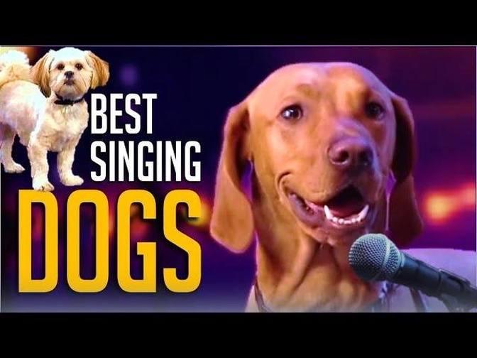 6 Best Singing Dogs EVER On Got Talent! But Which Dog WINS? Videos Golden Moment Gan Jing